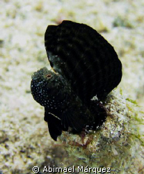 Sailfin Blenny, Culebra, P.R. by Abimael Márquez 